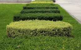 découvrez les meilleurs outils pour tailler les haies : sécateurs, taille-haies électriques, thermiques ou manuels. conseils pour choisir l’outil adapté à vos besoins et réussir l’entretien de vos espaces verts.