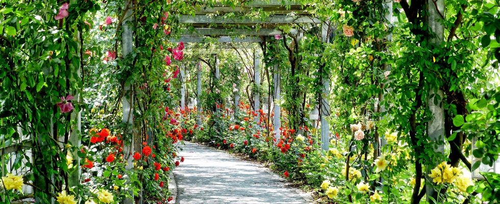découvrez comment la pergola peut transformer votre espace extérieur en un lieu agréable et ombragé. conseils, inspirations et informations pour choisir la pergola idéale adaptée à vos besoins et à votre jardin.