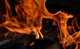 découvrez comment identifier et éliminer les nuisibles fréquents dans le bois de chauffage pour protéger votre maison et votre santé.