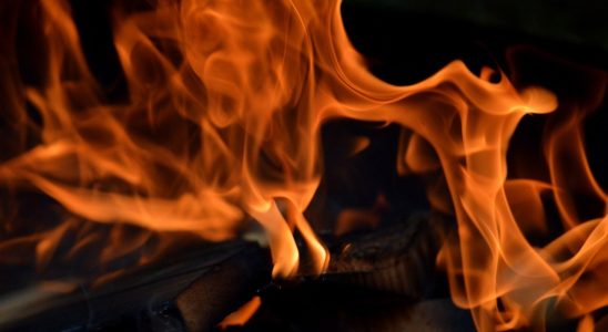 découvrez comment identifier et éliminer les nuisibles fréquents dans le bois de chauffage pour protéger votre maison et votre santé.