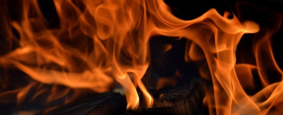 découvrez comment identifier et éliminer les nuisibles fréquents dans le bois de chauffage pour protéger votre maison et votre santé.