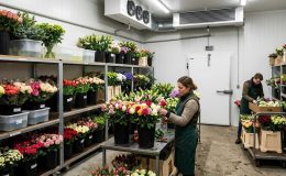 Chambre froide température positive pour fleurs