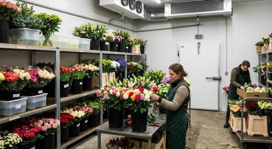 Chambre froide température positive pour fleurs